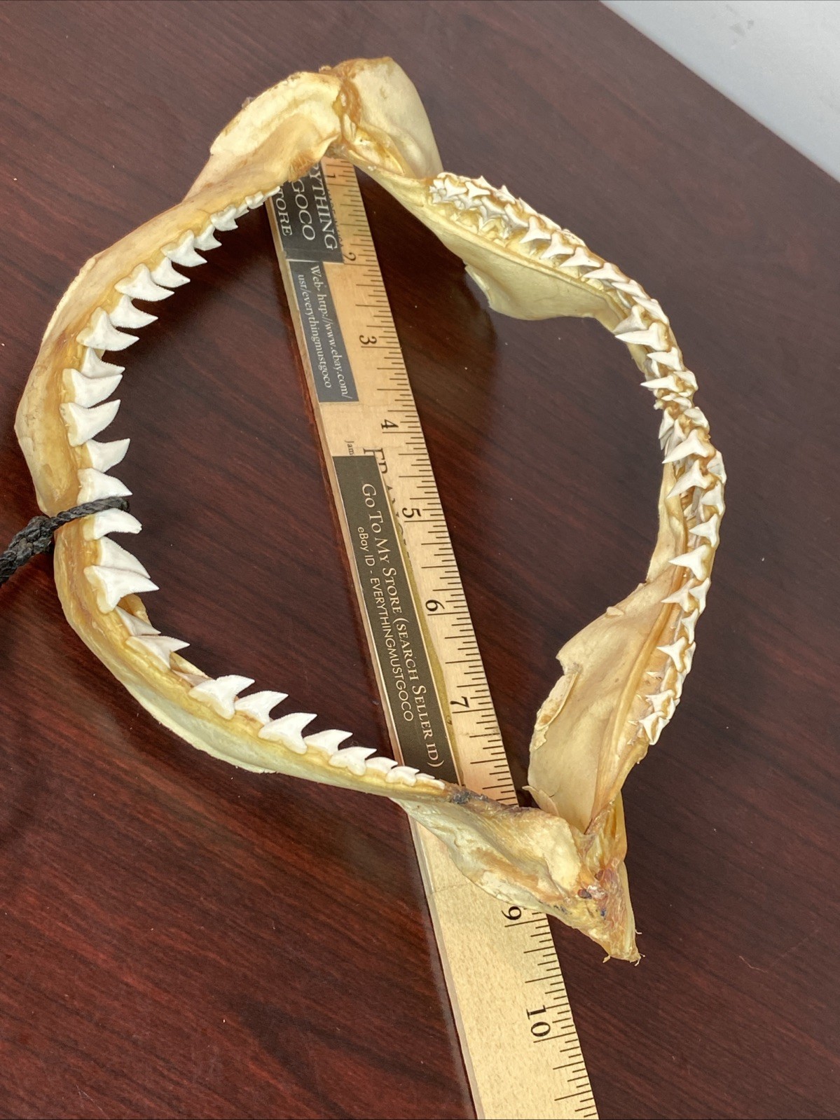 Vintage Bull Shark Jaw Taxidermy 4 Rows Of Teeth 9.5” Wide x6.25” Nautical Decor