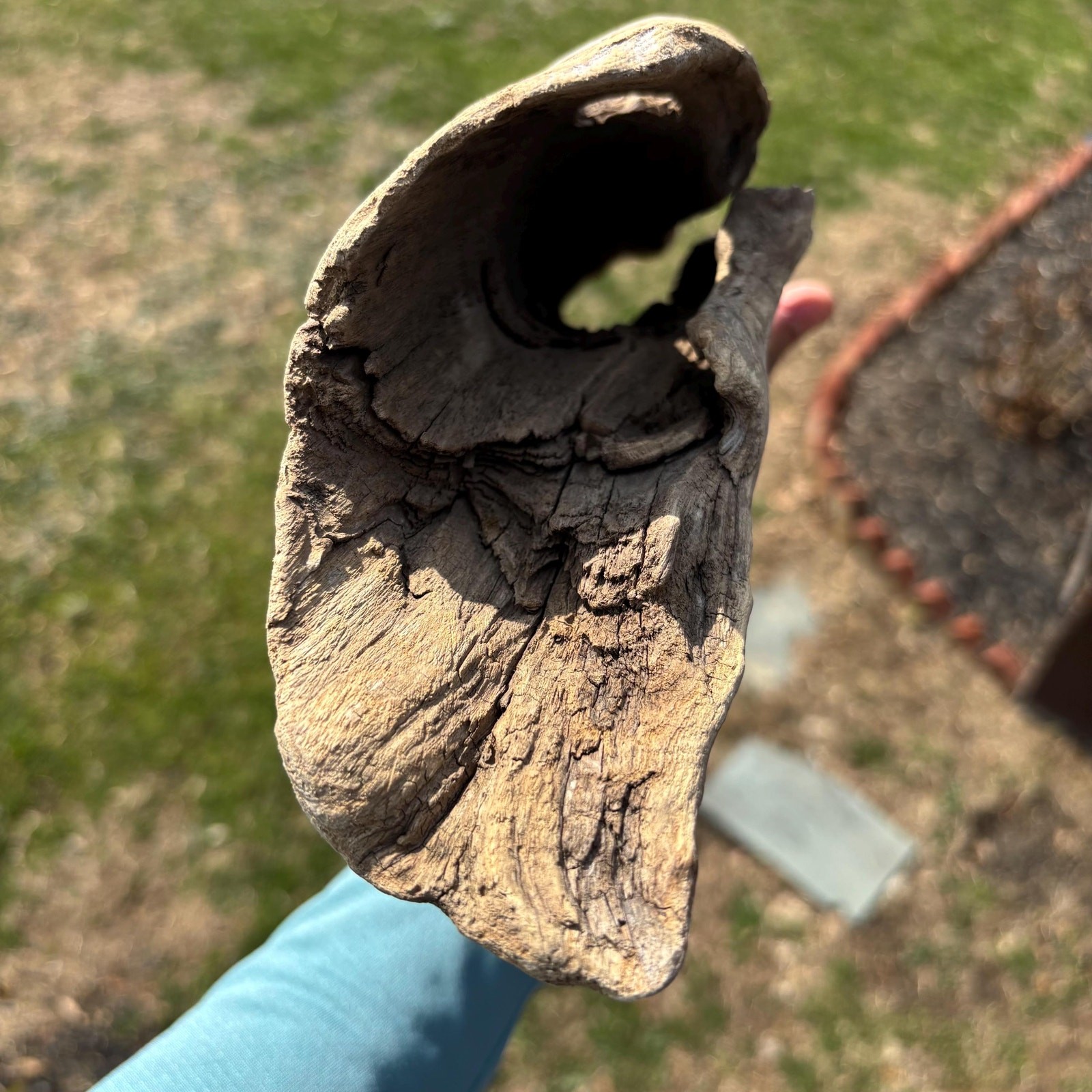 Lightweight Hollow Driftwood 22x4x8 – Sculptural Wood Natural Holes Aquarium