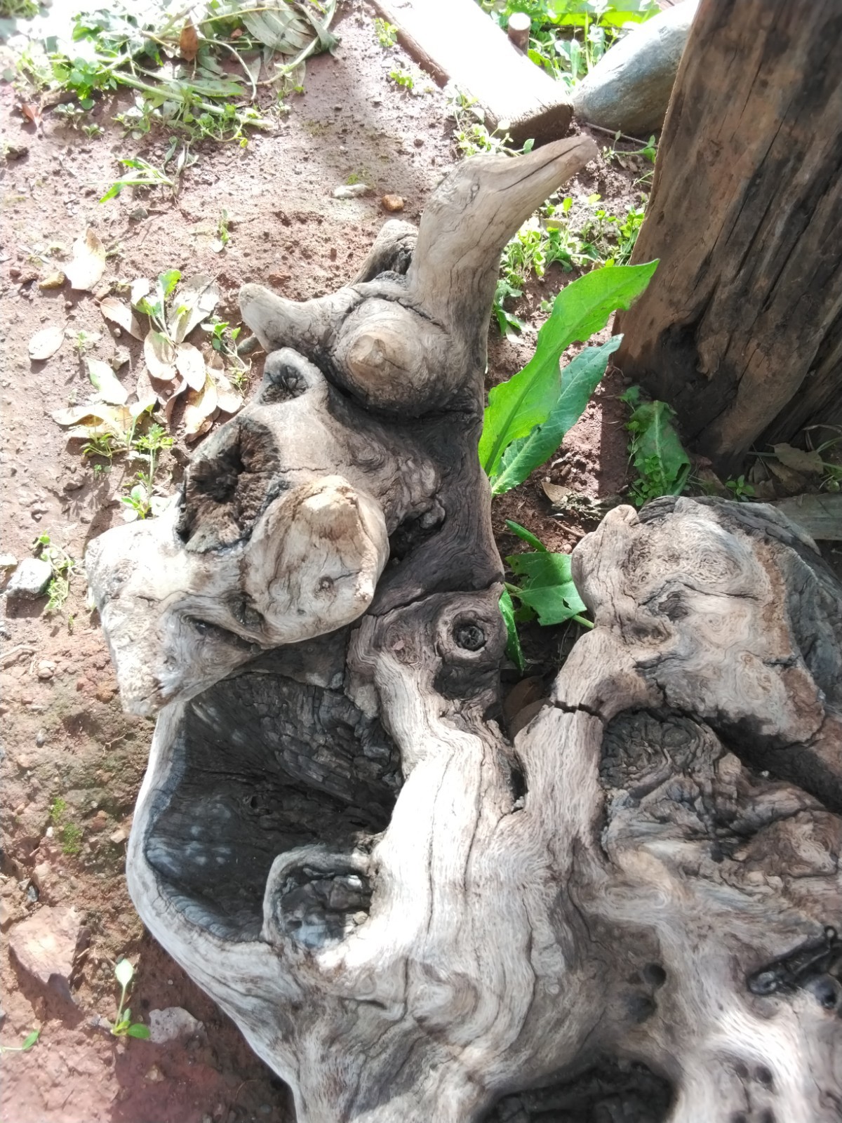 DrRIFTWOOD, LANDSCAPING, ART, AMAZING