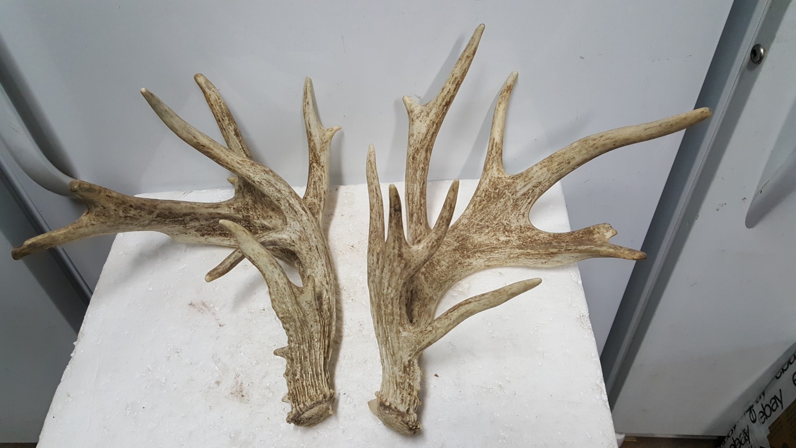 185-4" WHITETAIL DEER sheds  Antlers mule mount taxidermy elk rack moose