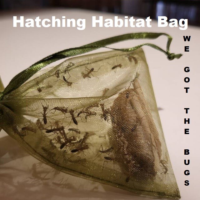 Fresh 5 Praying Mantis Egg Case + FREE Hatching Habitat Bag Picked 2025 Season