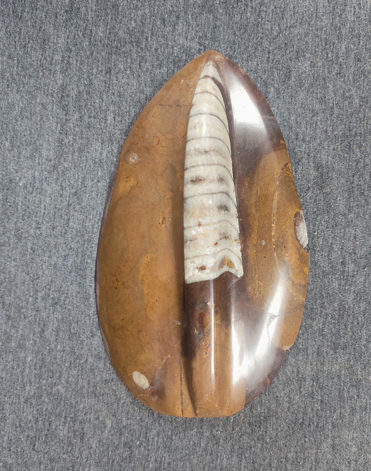 Large 7" Polished Orthoceras Fossil Specimen - Morocco 400MYO Prehistoric Decor