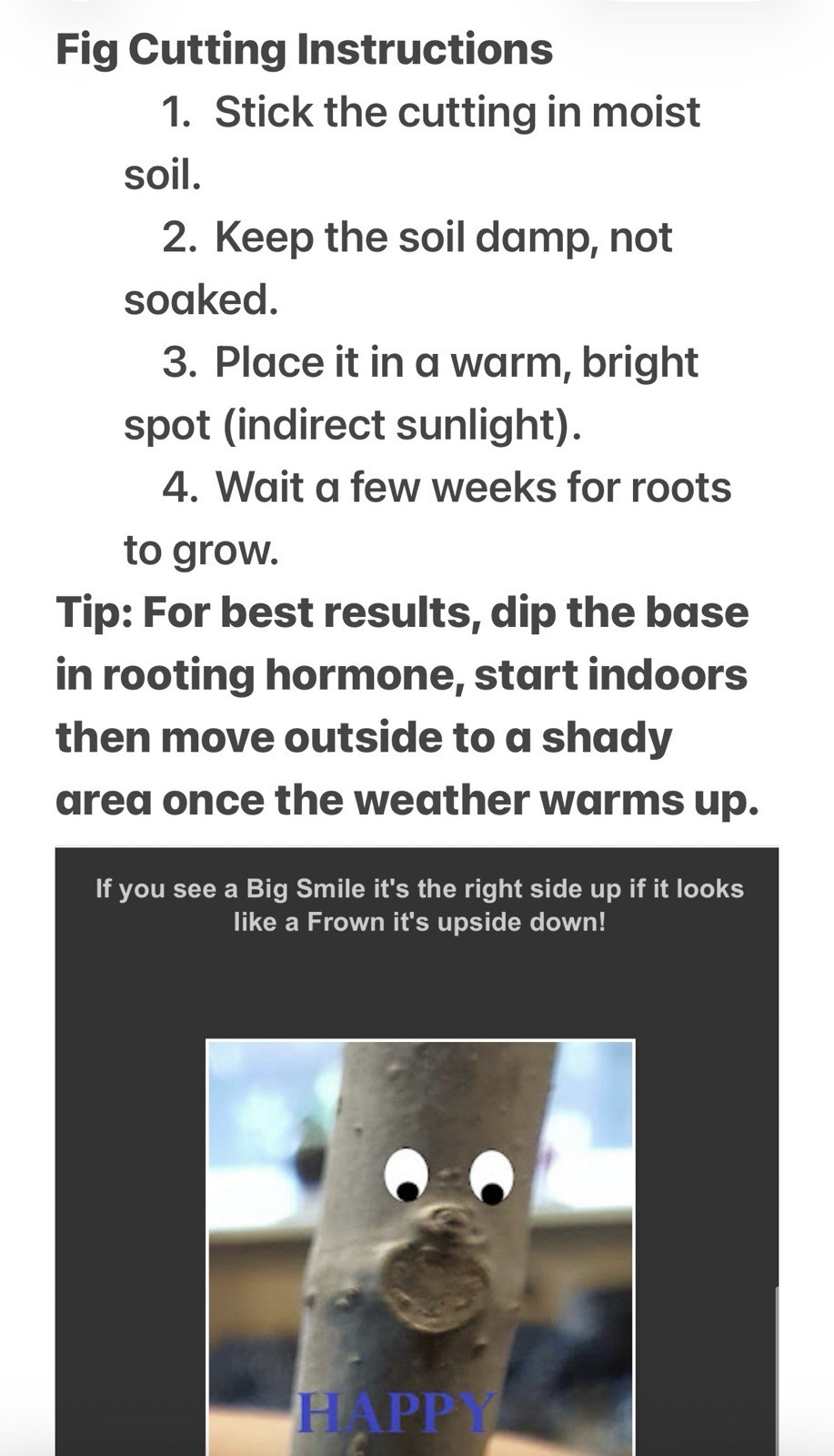 Fig Tree Cuttings – Choose Your Variety, 90+