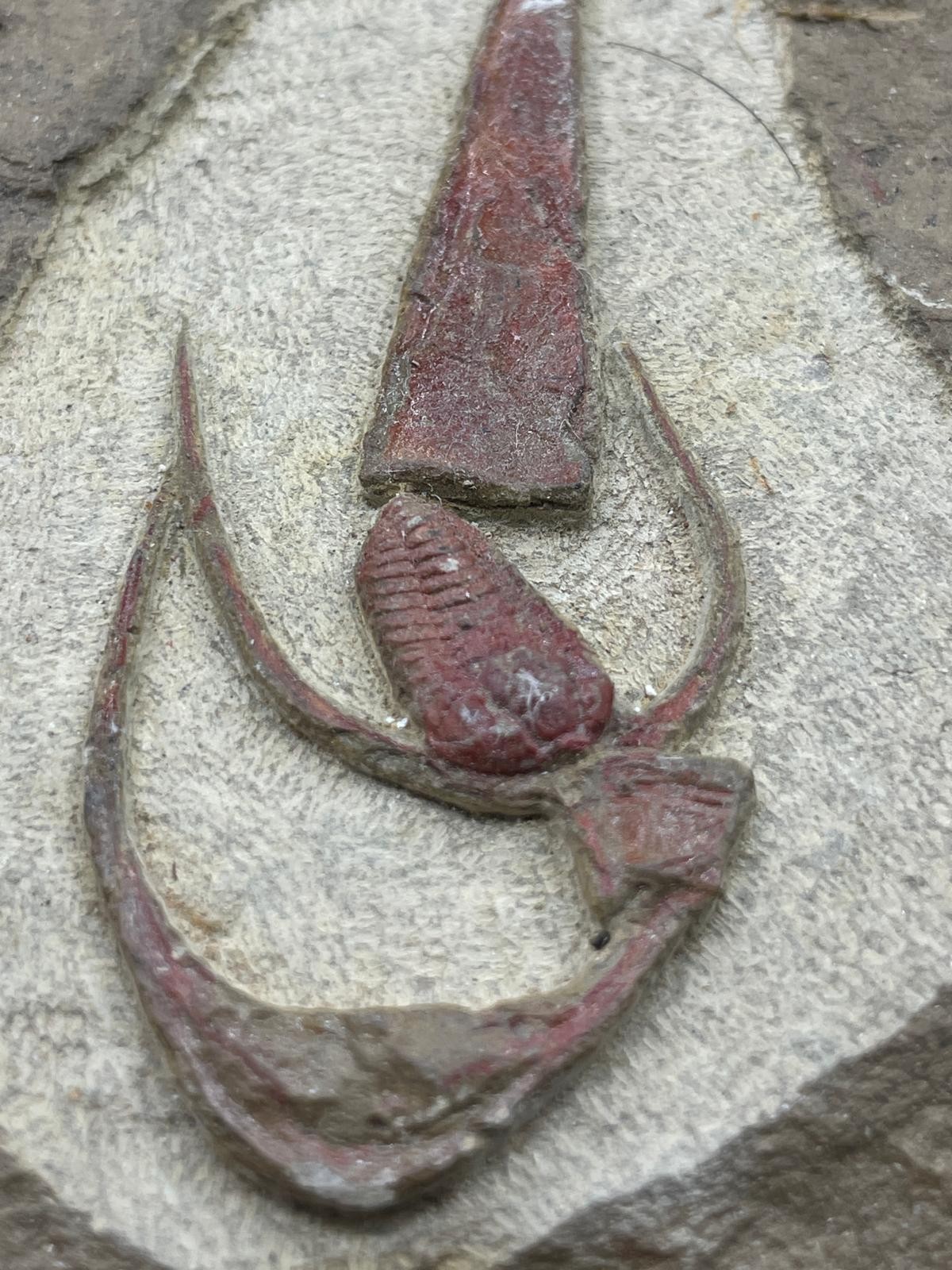 Rare Ordovician Life Plate: Euloma, Orthoceras & Ampyx Association