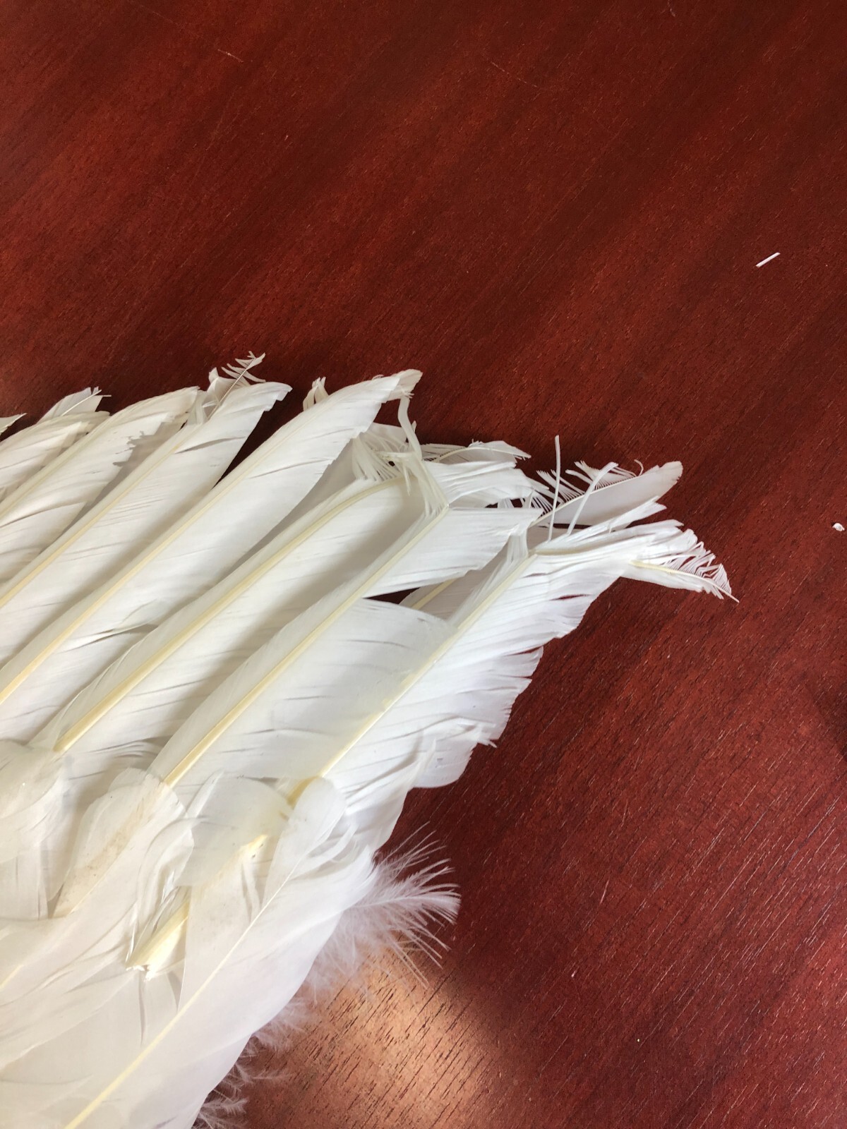 Touch of Nature White Adult Angel Wings - 52" by 36" w/ halo