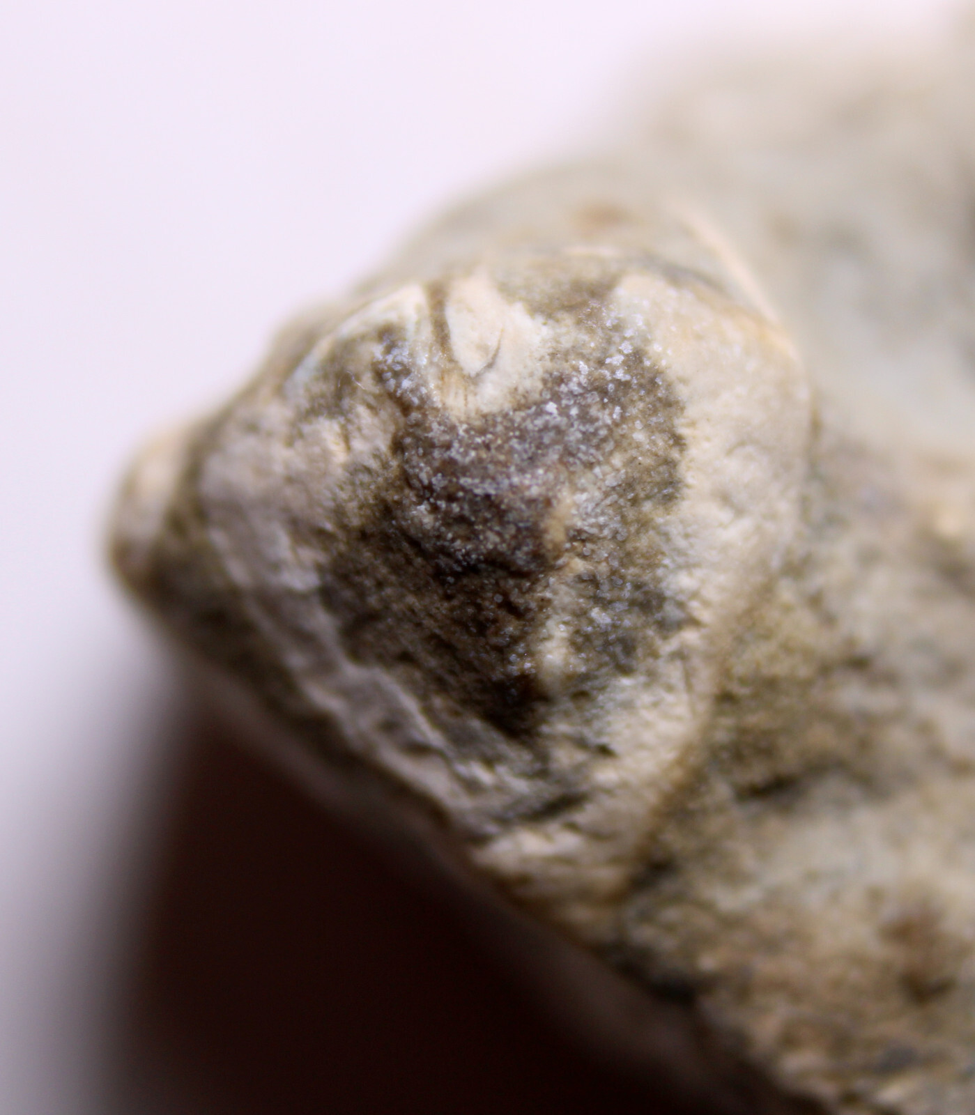 Heteroschisma subtruncatus Devonian Blastoid Fossil Thunder Bay Fm Michigan