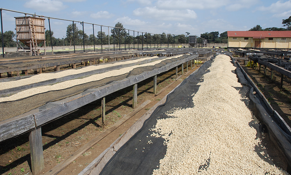 5 BEAN ESPRESSO COFFEE BEANS DARK ROASTED 5 POUNDS