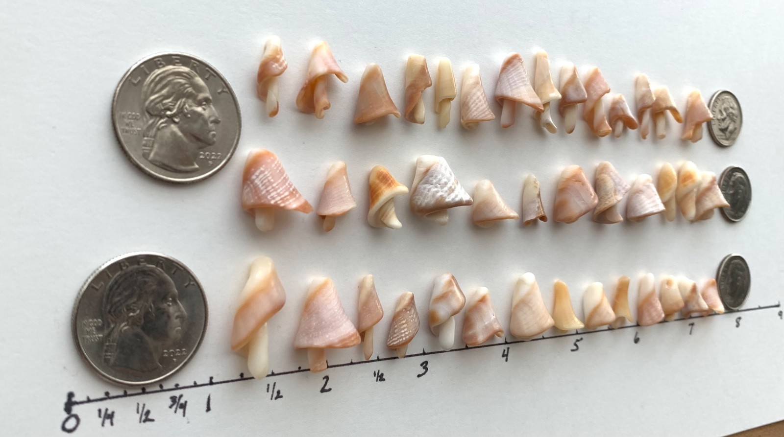 40 Mushroom Shell Beach Seashells Tree Natural Shaped Fragment Craft Dollhouse B