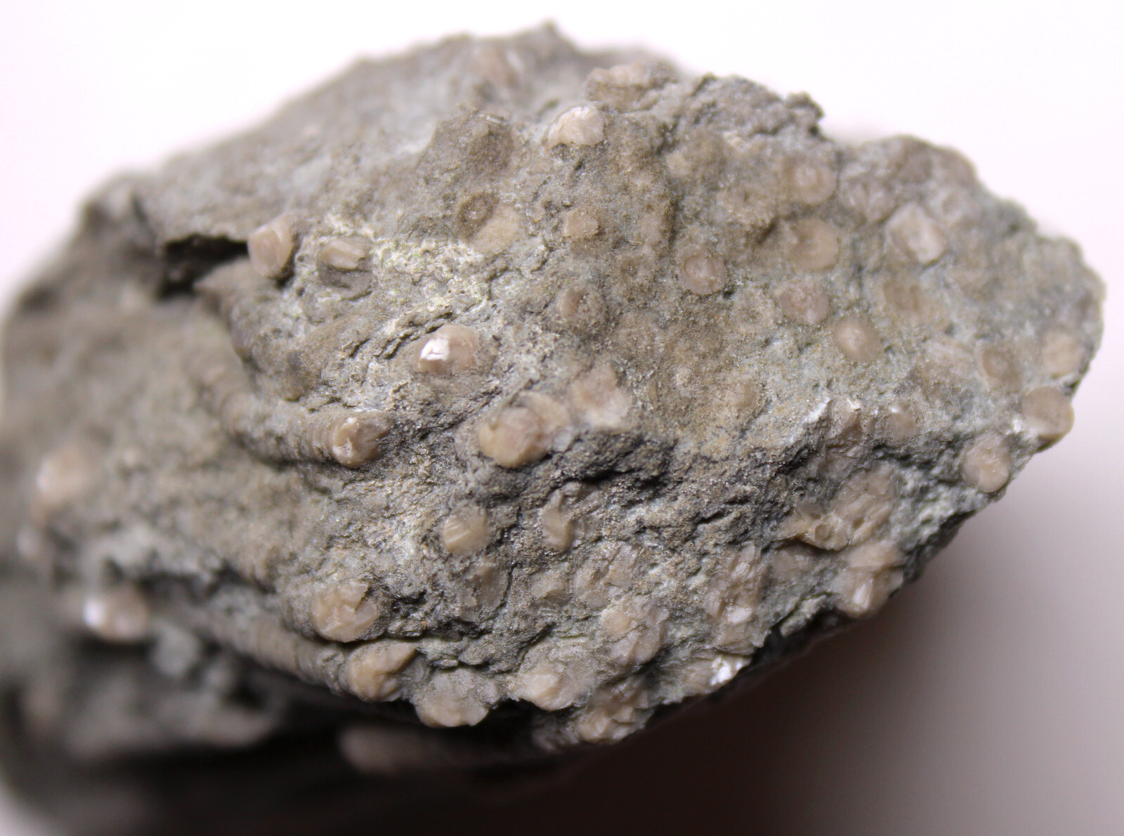 Ectenocrinus Crinoid Stem Log Jam Ordovician Fossils Kope Formation Kentucky