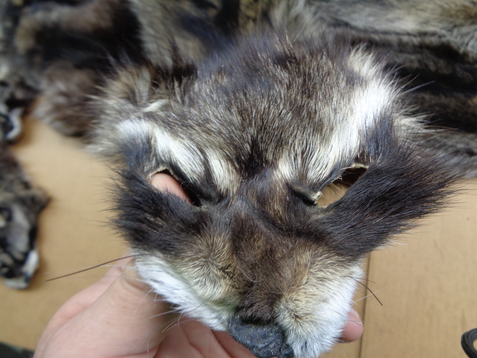 Professionally Tanned #1 XXXL Raccoon/Coon Hide/Furs/Pelts/Taxidermy/Crafts