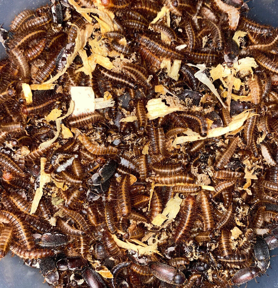 Dermestid Beetles - Starter Colony x250 QTY - Cleanup Crew & Taxidermy
