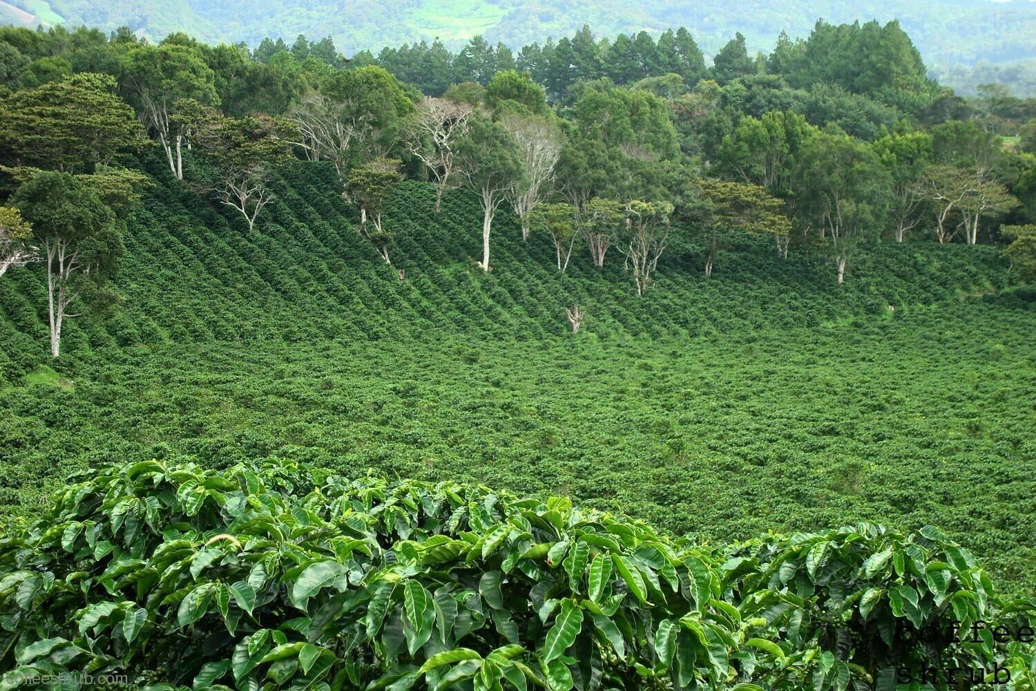 2, 5, 10 LB PANAMA BOQUETE ROASTED COFFEE BEANS WHOLE BEAN Or GROUND - ARABICA