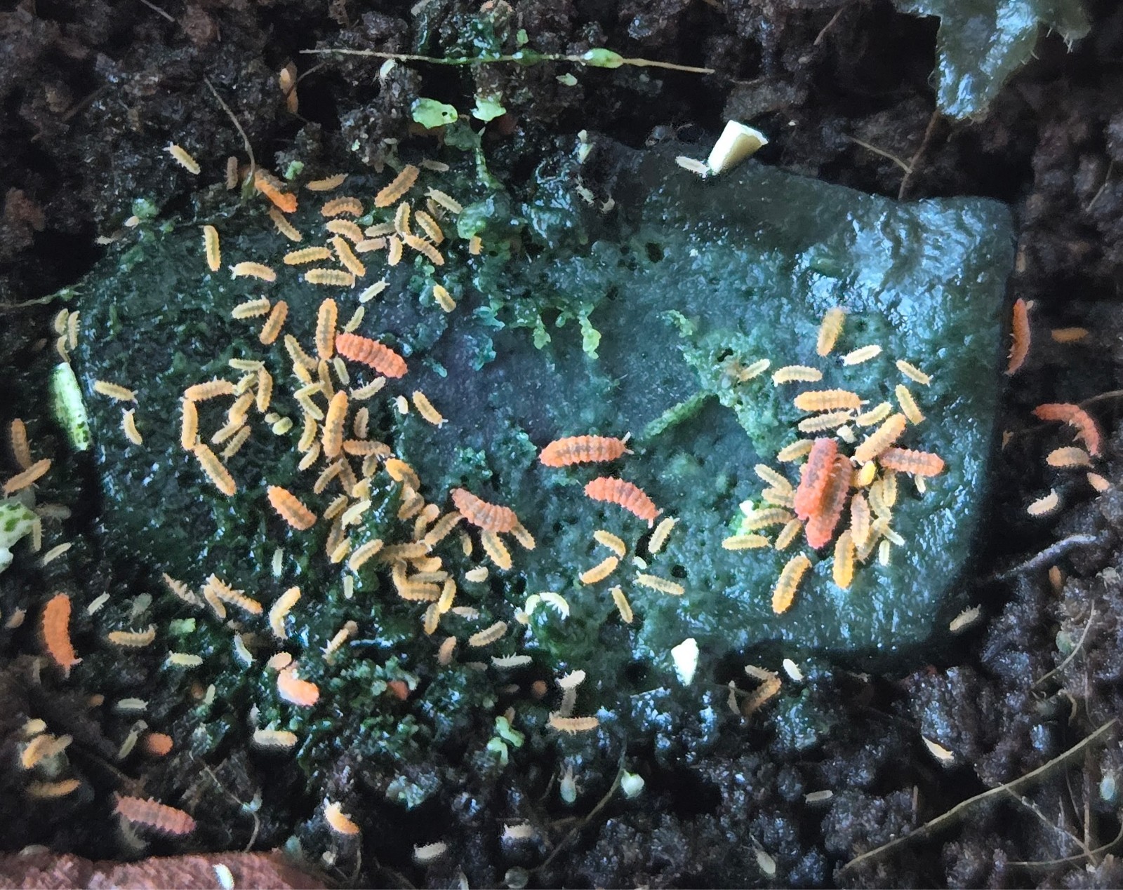 Thai Red / Florida Orange Springtail Terrarium Breeding Kit