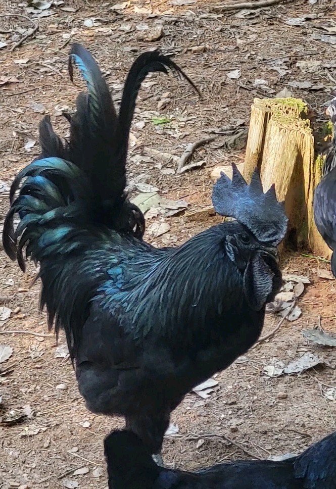 Ayam Cemani 12 Hatching Eggs – Fresh Fertile – Shipped 1–2 Days Old