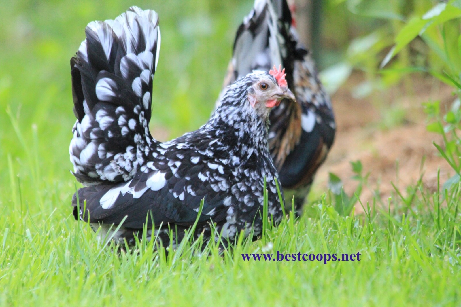 12+ Fertile Show Quality Serama Chicken Hatching Eggs