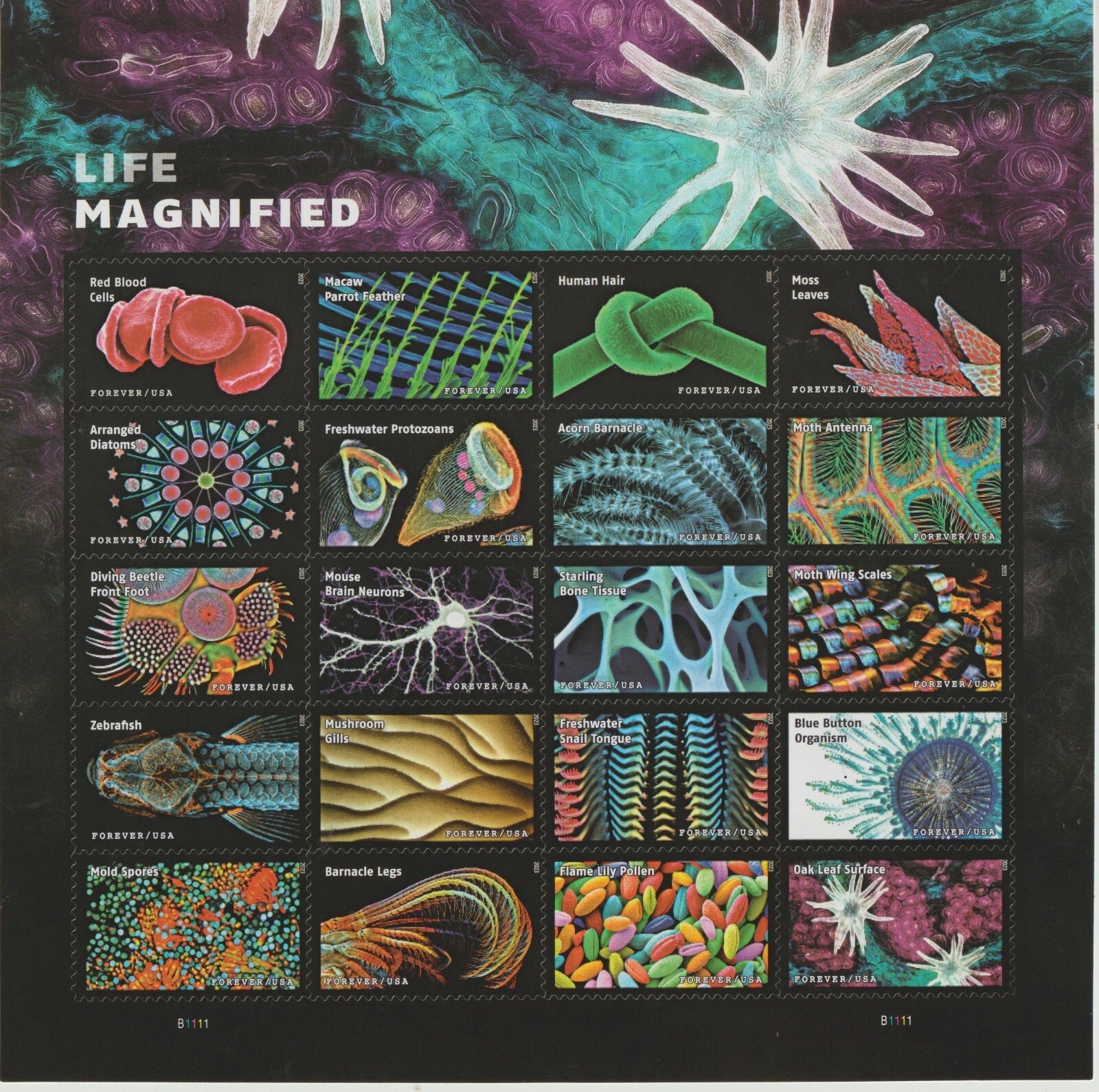 USPS Sheet of 20 SELF ADHESIVE LIFE MAGNIFIED STAMPS 1 ounce letter rate from OK
