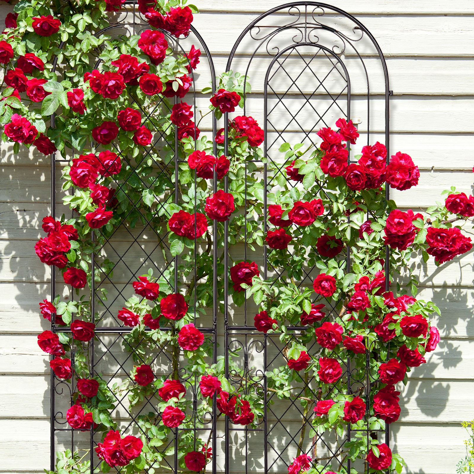 2 Pack 61" x 16" Garden Trellis for Climbing Plants, Outdoor Metal Rustproof