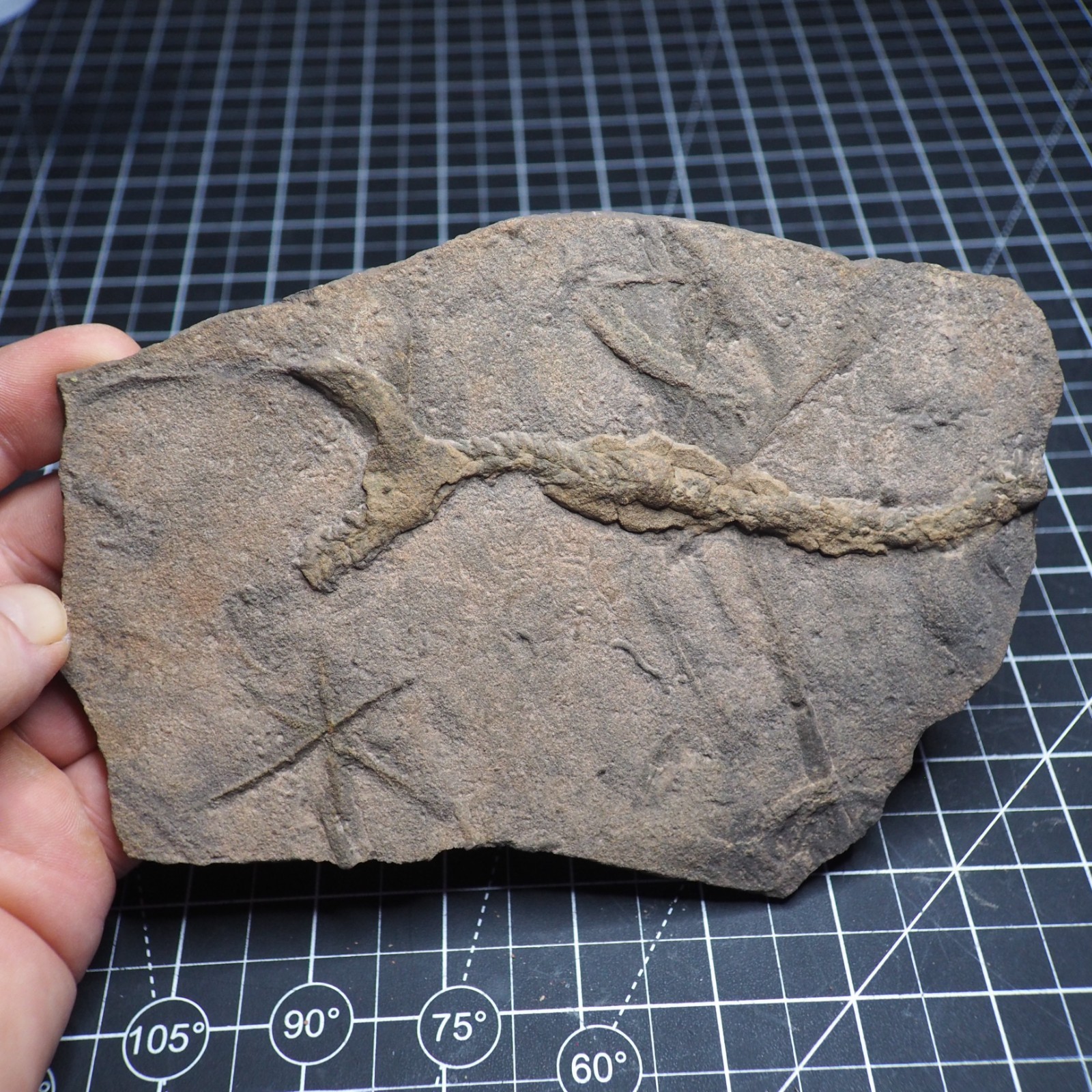 Trilobite Trace Fossil Cruziana Feeding Track Ordovician Morocco Star Trace