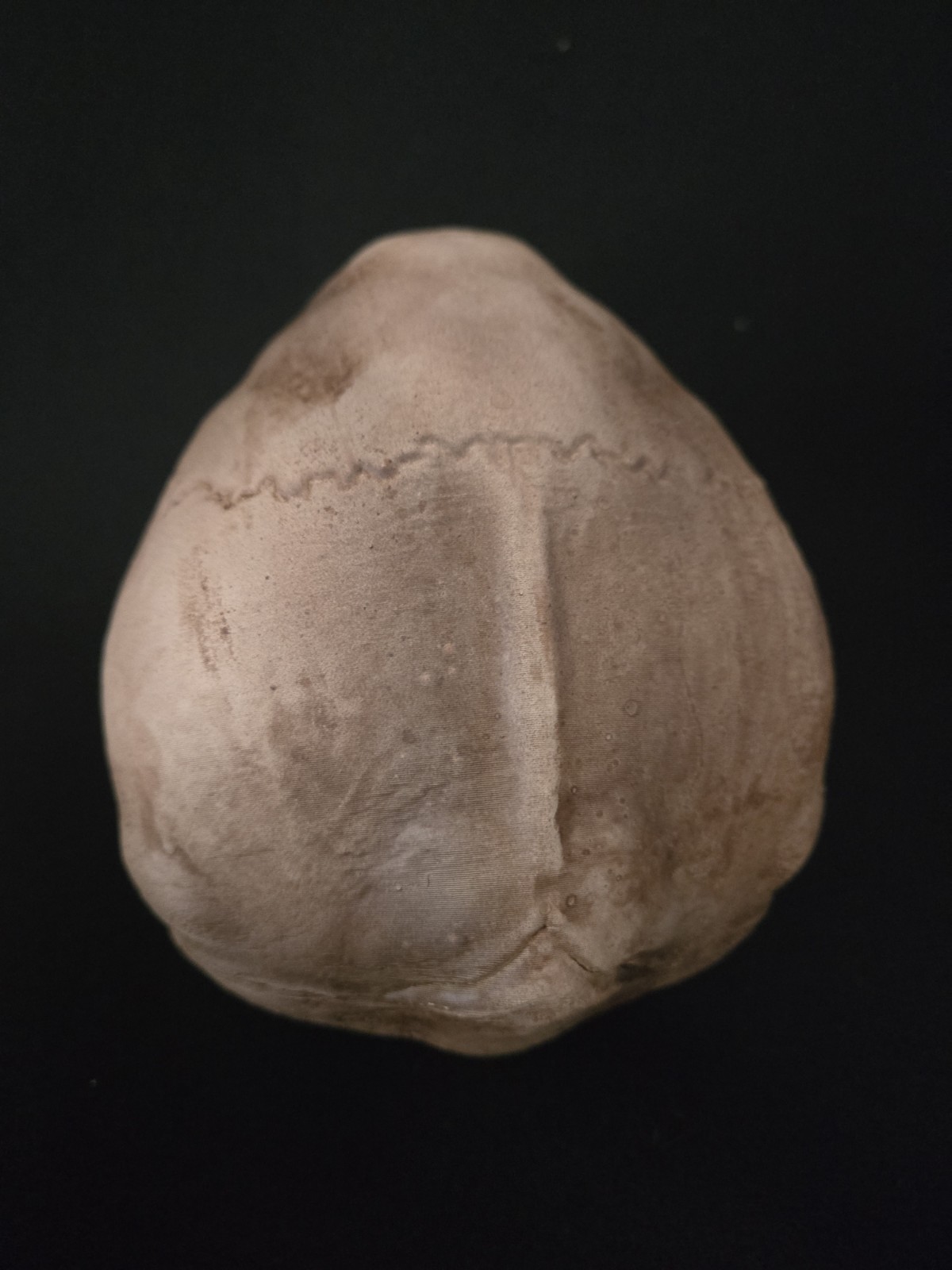 Vampire Skull Realistic (Human Size)