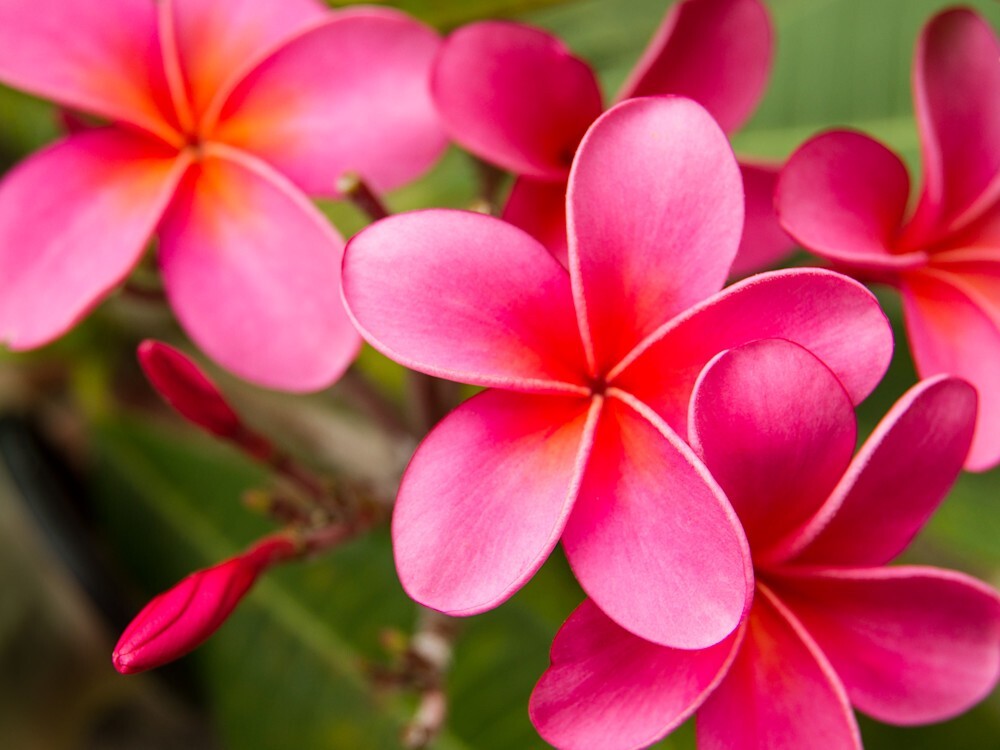 Pink Plumeria Cutting Single Head 10inch Fresh Starter x1