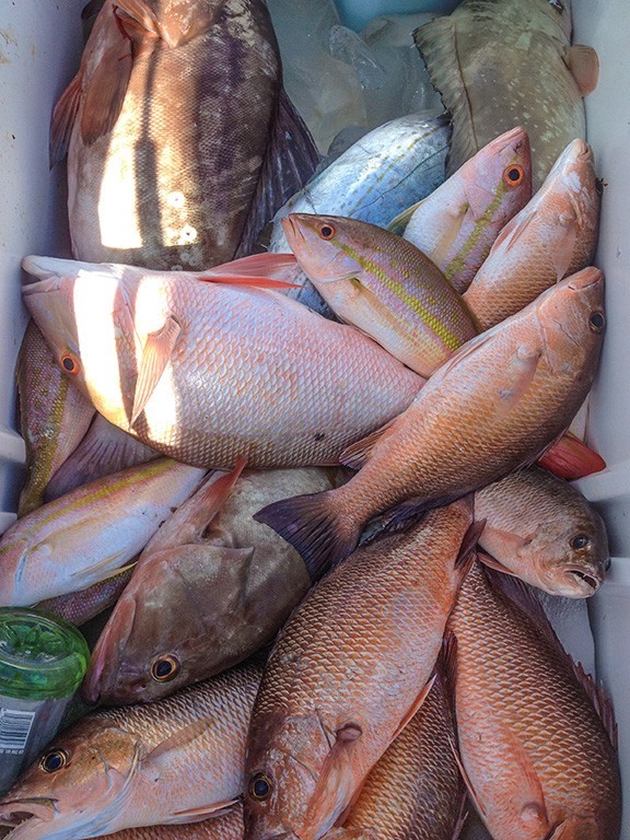 Premium Pompano Rig "Sand Flea-Coquina Clam" Fishing Rigs Pompano Whiting Spots