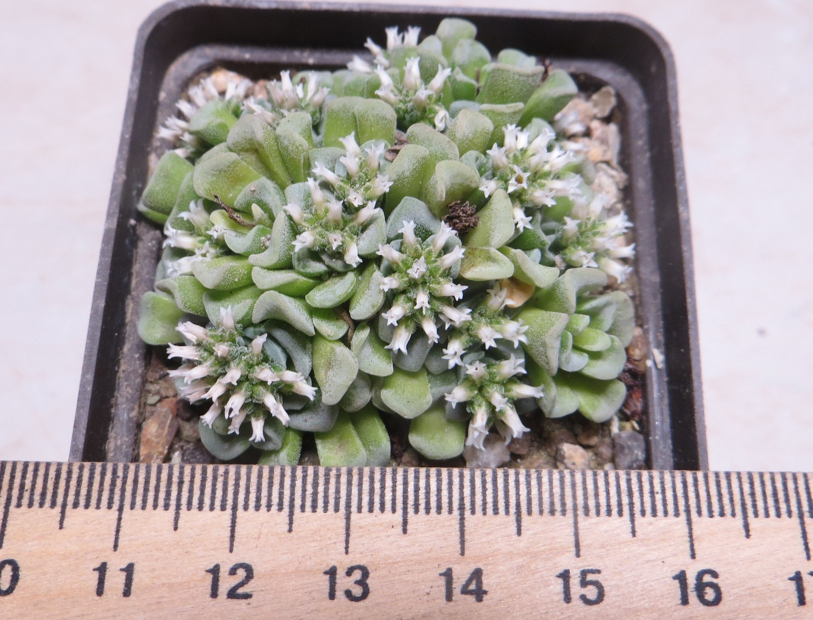 crassula celia