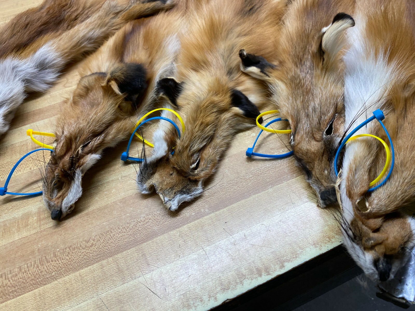 WEEKLY " SPECIAL " RED FOX XLG INVENTORY REDUCTION NO TAIL REDUCED