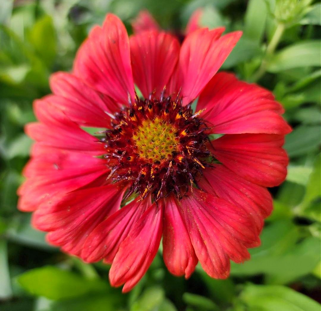 Live MESA RED / GAILLARDIA x Grandiflora Plant - [Pint Pot] - Perennial