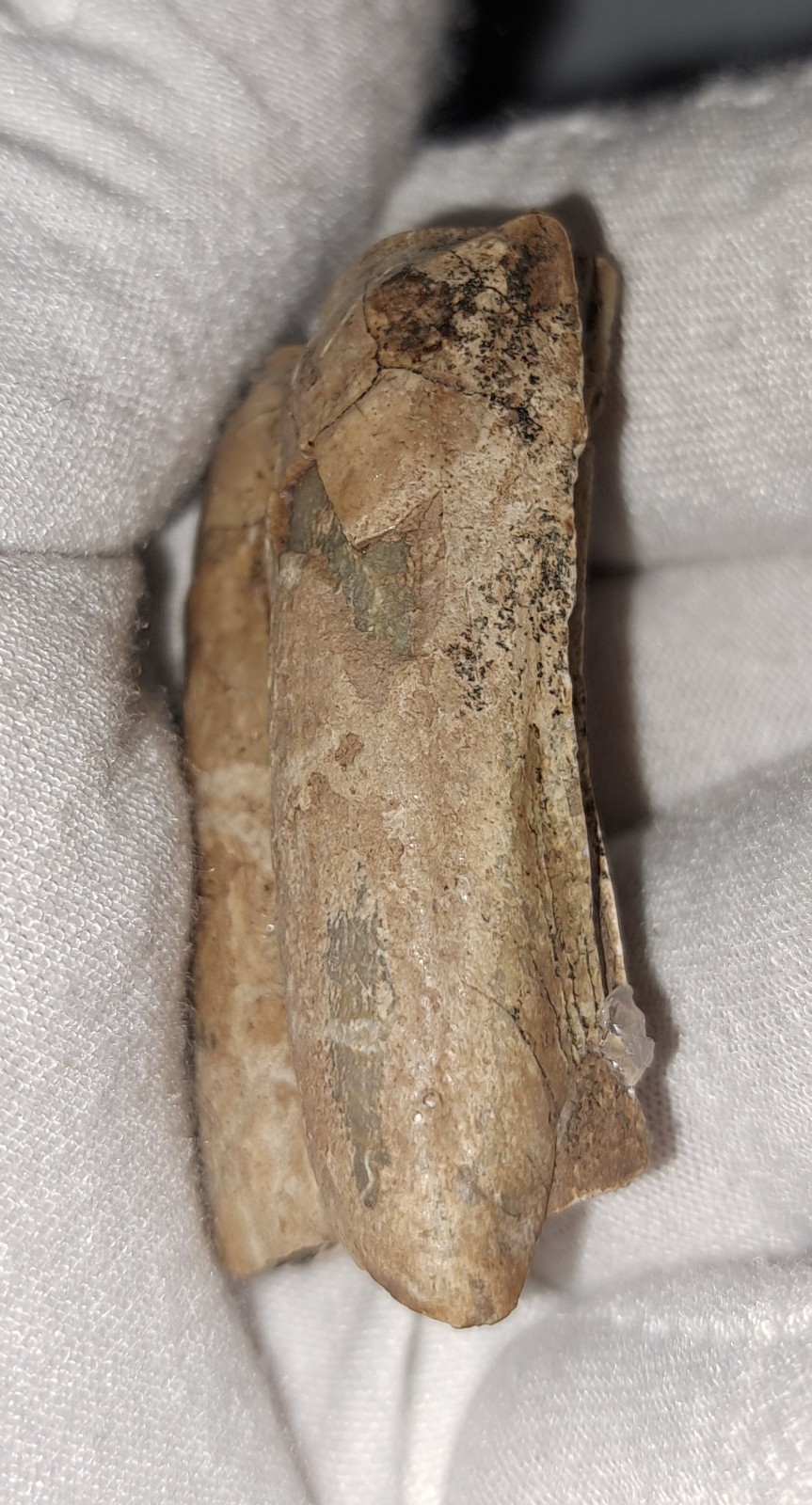 EOCENE FOSSIL HORSE [EQUUS] TOOTH FRAGMENTS FROM ARCADIA, FLORIDA – SPECIMENS #5