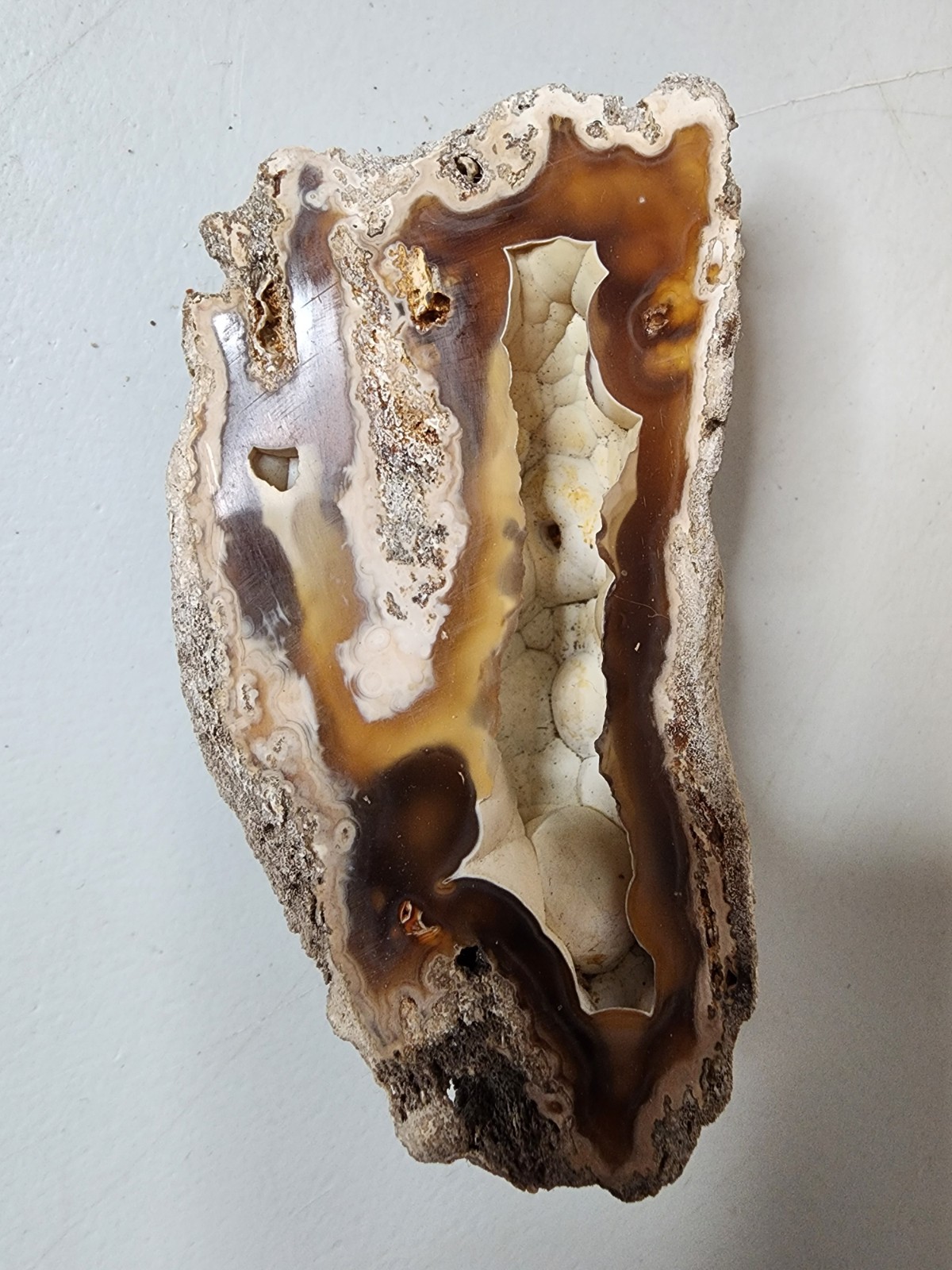 Florida Agatized Coral Fossil Chalcedony Agate Geode 4"