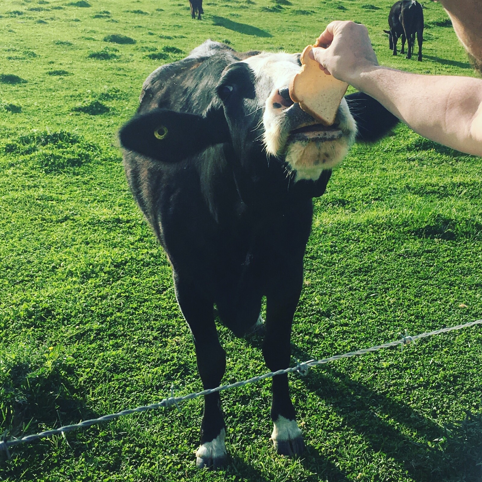 Mystery Farm Treasure – Real Surprise Item From a Small Family Farm!