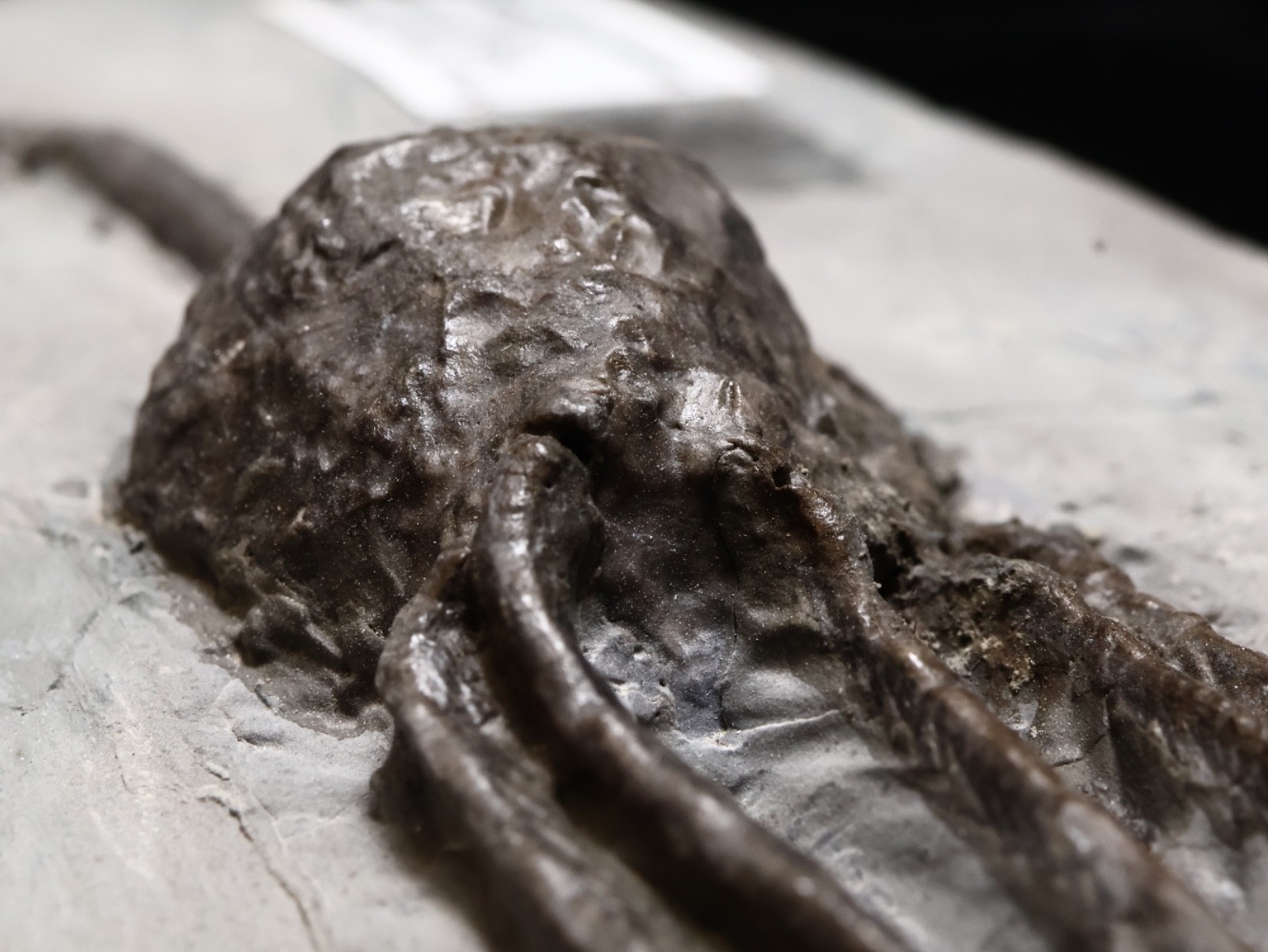 Stately Caryocrinites ornatus Fossil, Crinoid Relation, Middleport, New York