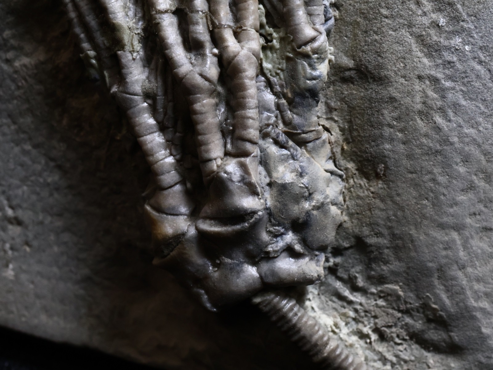 Big Abrotocrinus unicus Fossil Crinoid, Crawfordsville, Indiana