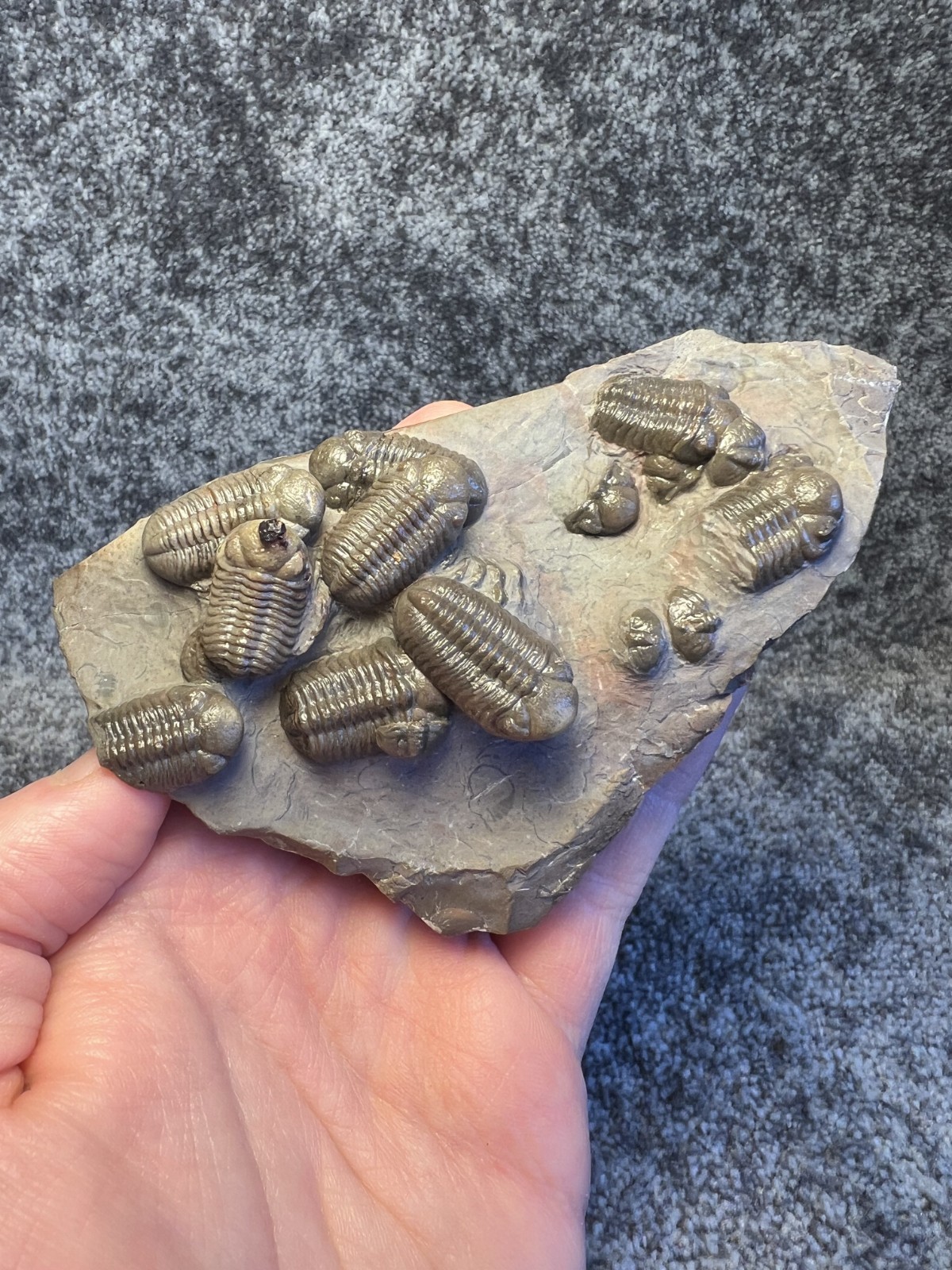 Austerops Trilobite Fossil Mortality Plate – Multiple Trilobites, Jorf