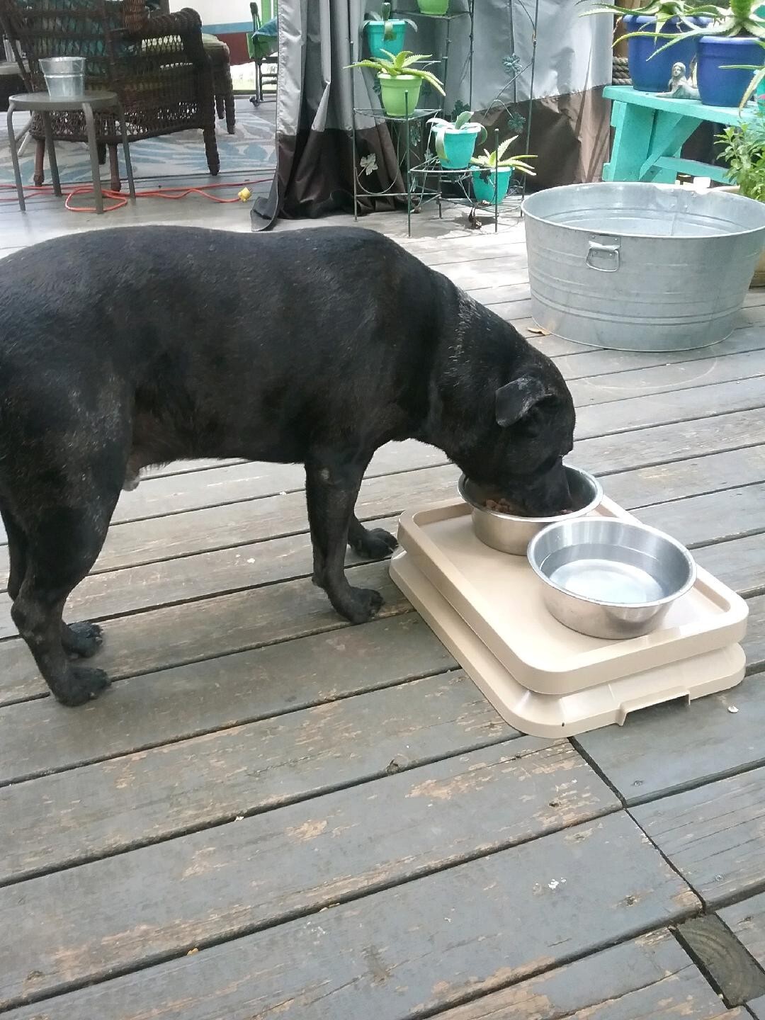 Ant Blocker Ant Proof Pet Food Tray