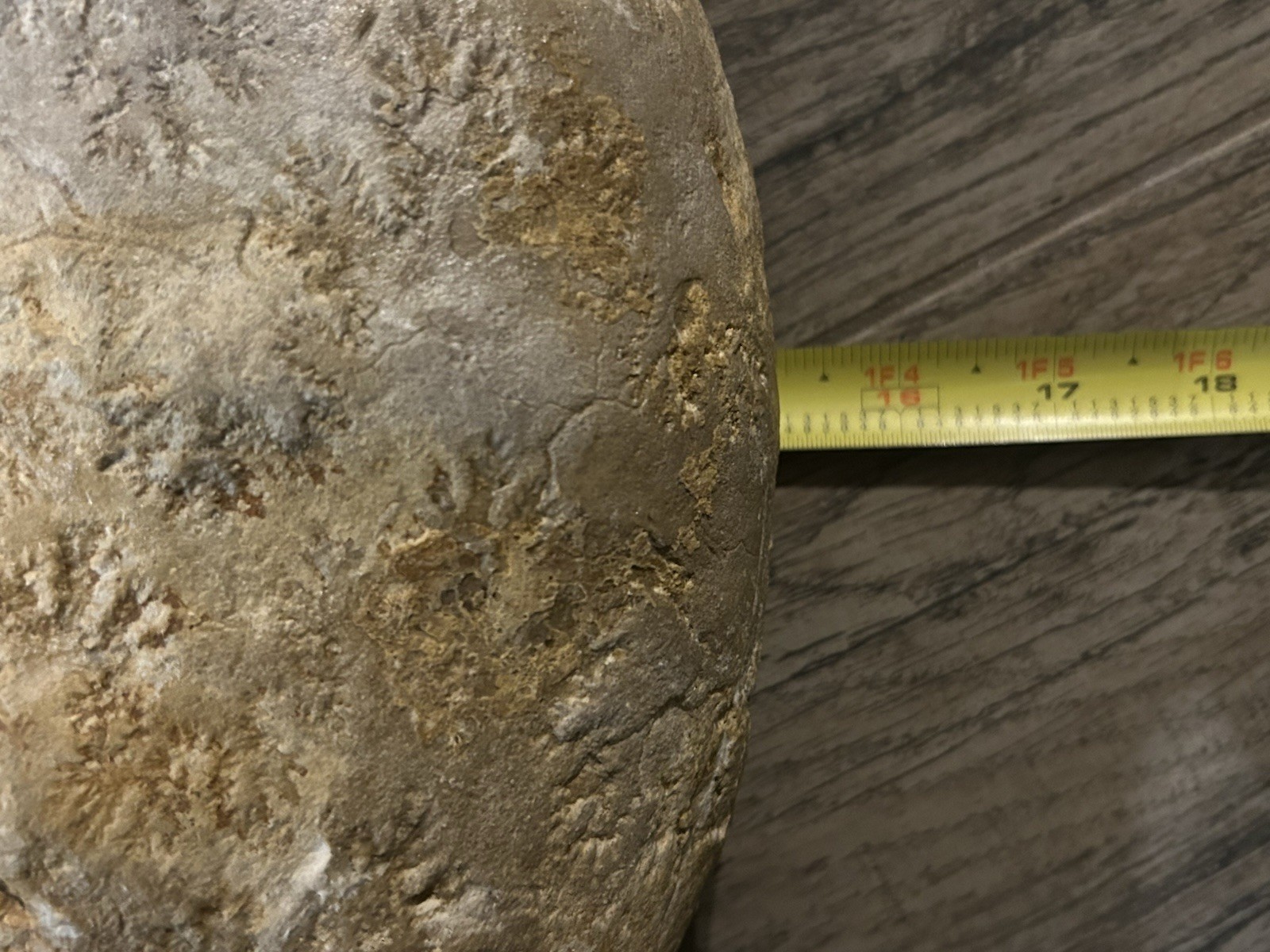NICE 15.25” Texas Cretaceous Fossil Ammonite, Eopachydiscus Marcianus! Sutures