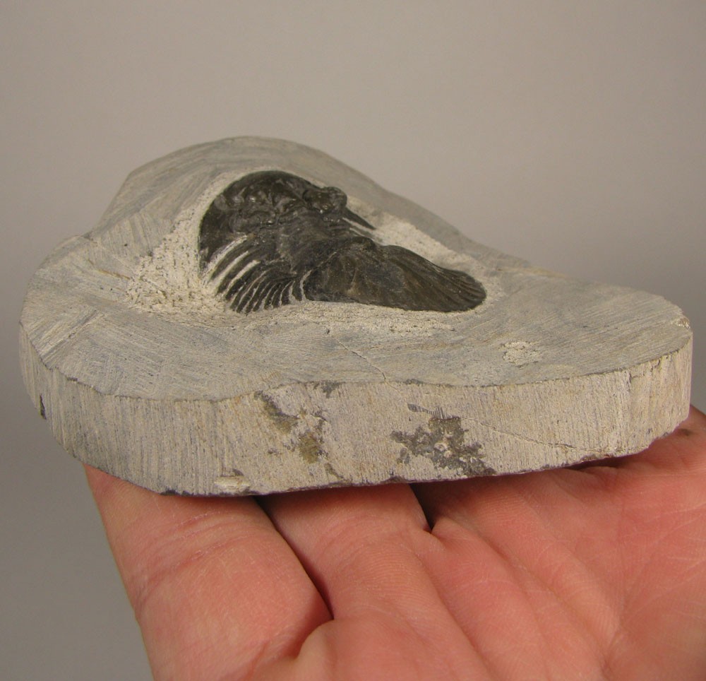 1.5" Scabriscutellum TRILOBITE Fossil on Matrix - Devonian Age - Morocco