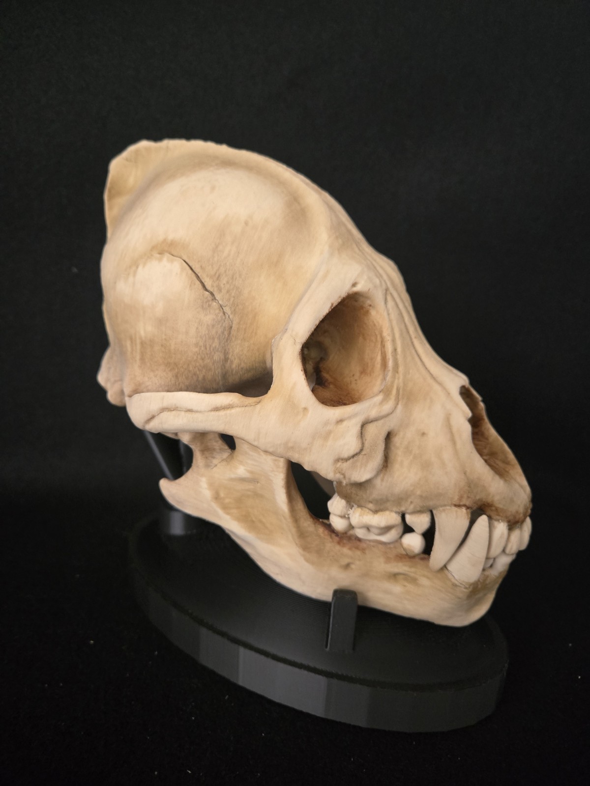 Werewolf Skull Realistic "Large" With Stand