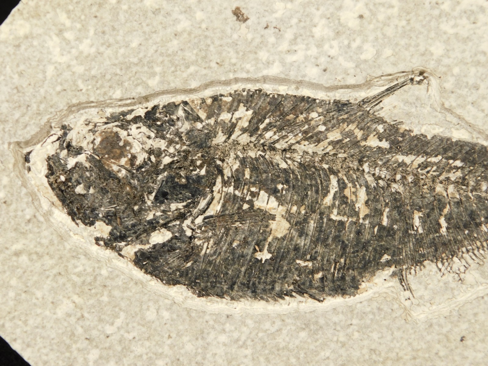 Larger! FIFTY Million Year Old! Diplomystus Dentatus FISH Fossil Wyoming 343gr