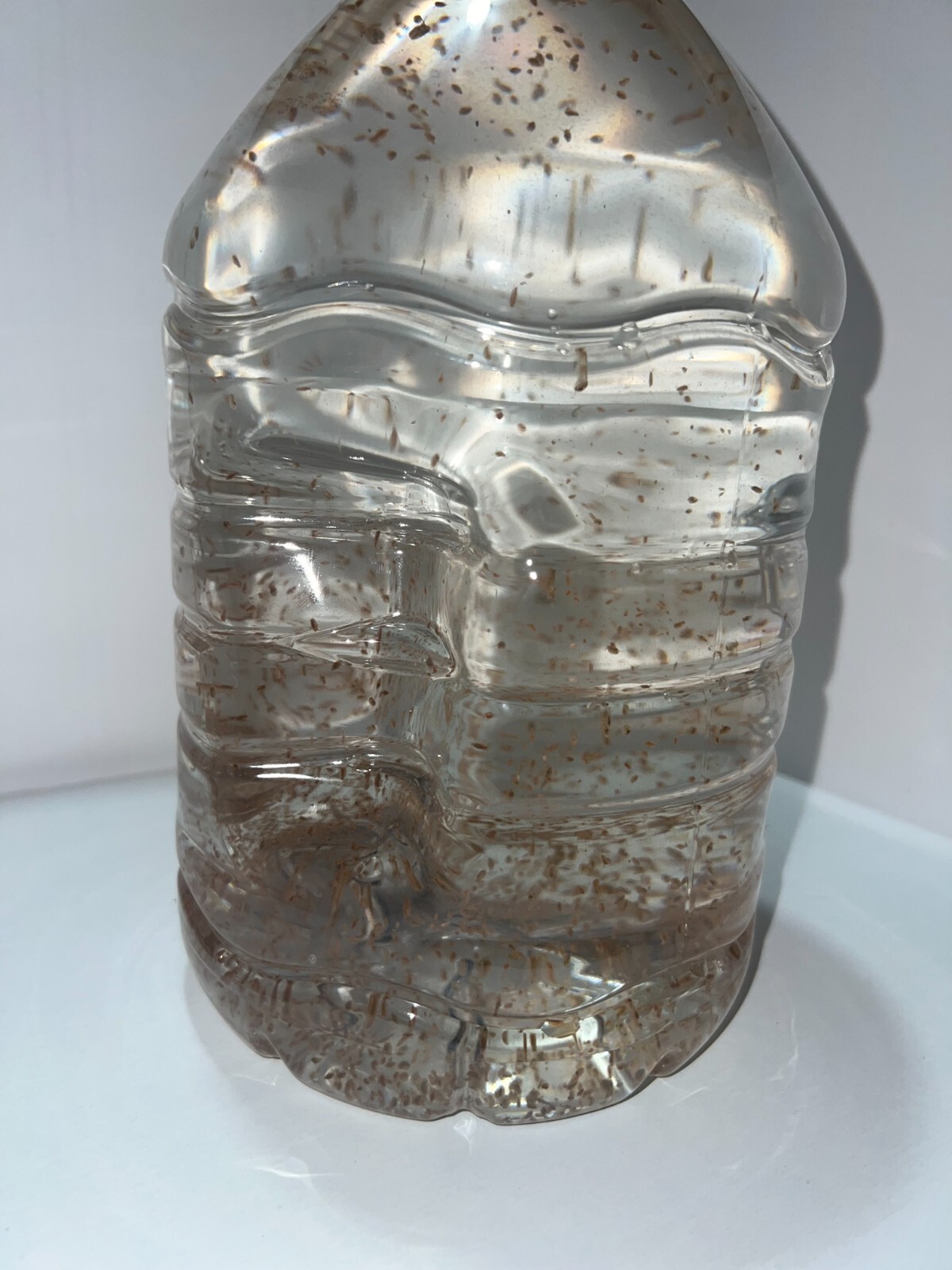 (Buy 2 Get 1 FREE) 500+ Live Daphnia Magna 500+ (FREE SHIPPING)