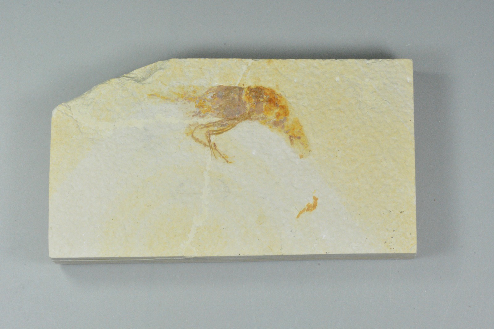 Bechleja rostrata, Shrimp Fossil, Green River Formation, Wyoming