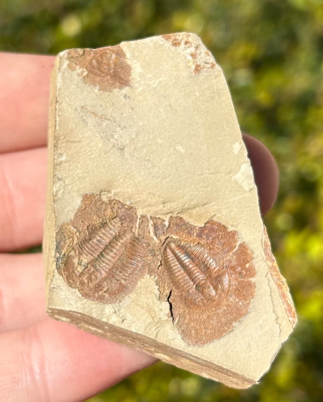 Georgia Fossil Trilobites Aphelaspis brachyphasis Conasauga Formation Cambrian