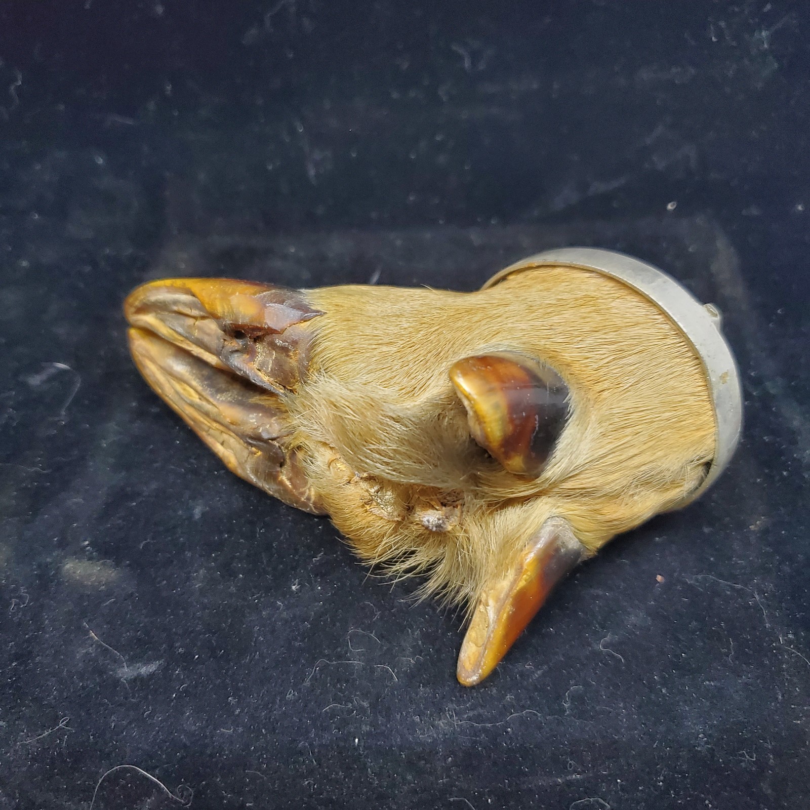 Vintage Adirondack Deer Split Hoof Taxidermy Inkwell Holder Rustic Camp Decor