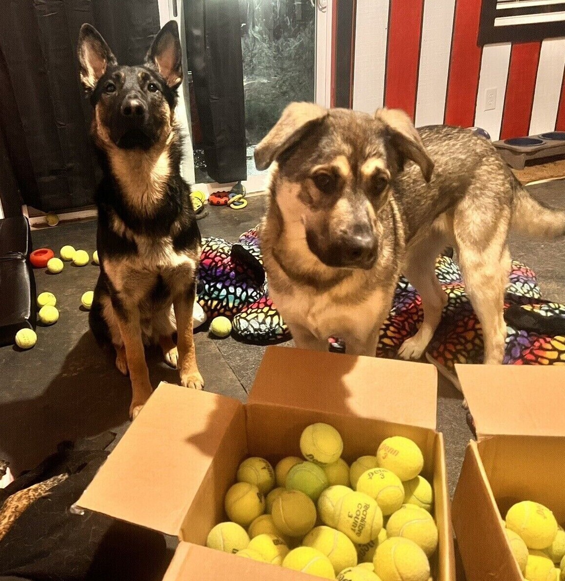100 Used Tennis Balls for Dogs - FREE SHIPPING!
