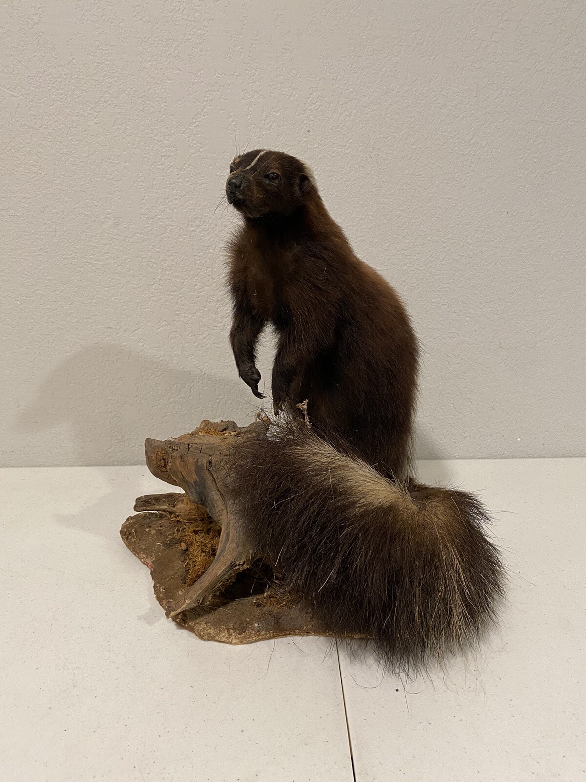 Rare Adult Brown Striped Skunk Taxidermy Mounted 16” Tall Vintage Oddity NICE