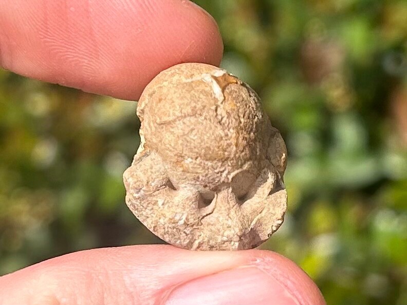 Oklahoma Fossil Goniatite Glaphyrites hyattianus Pennsylvanian Age Ammonite