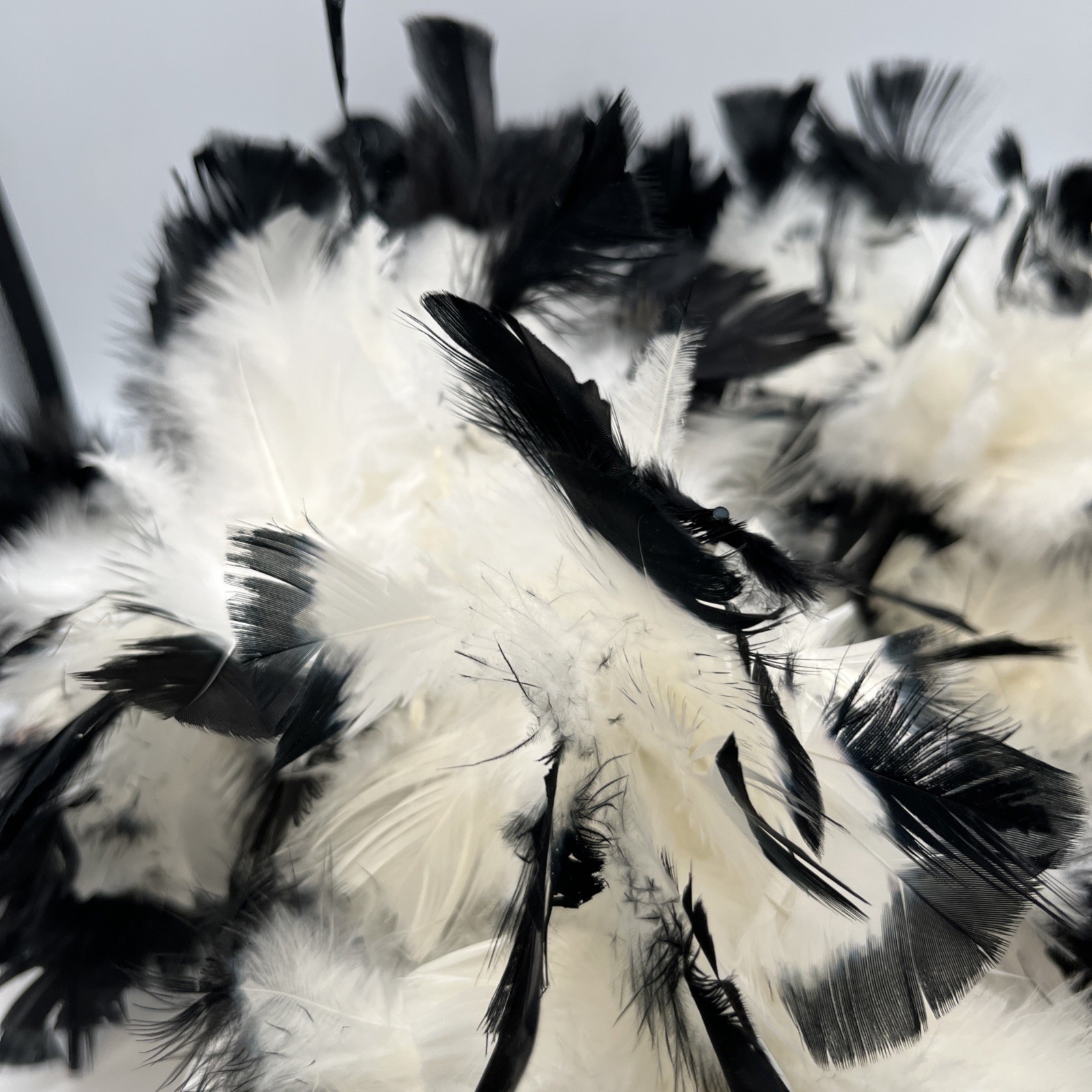 Black tipped White chandelle feather boa 72” D0123302