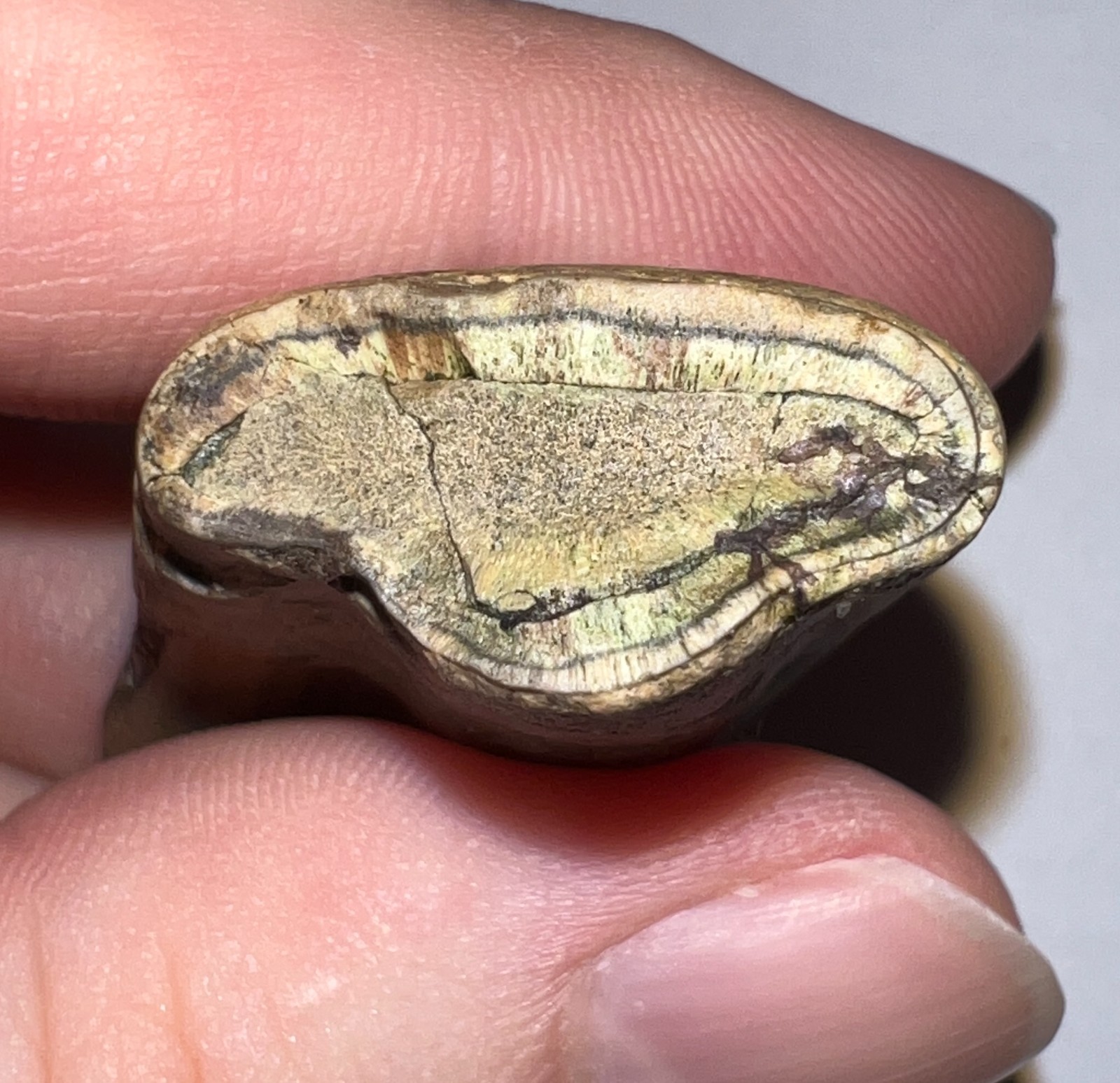 Rare Ice Age Fossil GROUND SLOTH MEGALONYX CANINE TOOTH 1.85 INCHES NO REPAIR