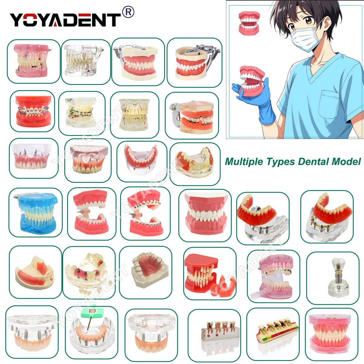 Dental Teeth Model Study Orthodontic Removable Teeth Implant Teaching Model