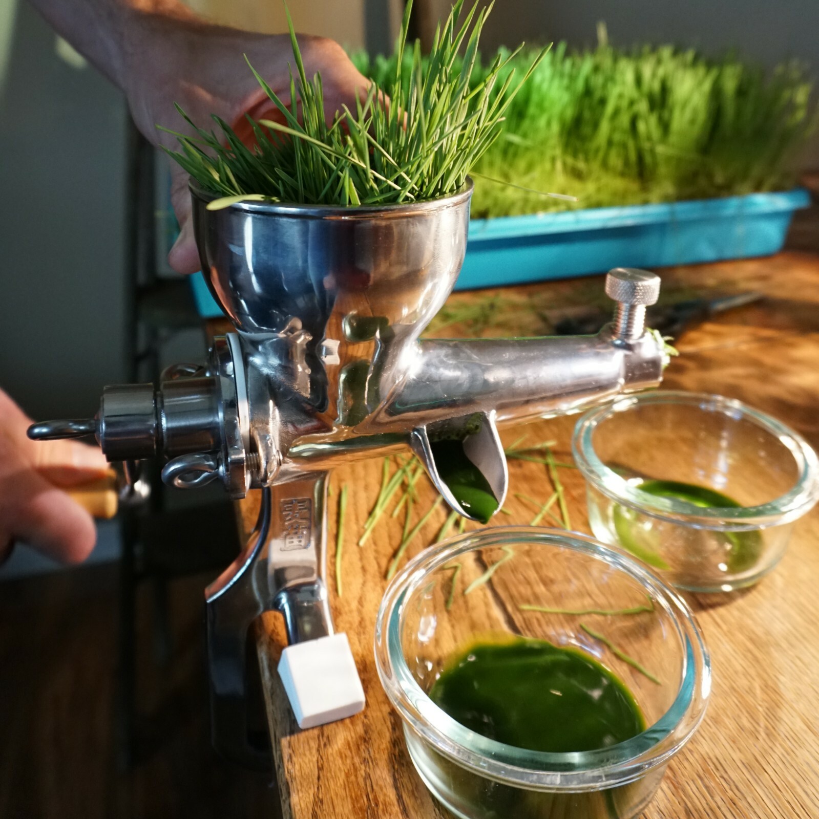 Wheat Seed, WheatGrass CatGrass, Wheat Juice, Bulk, 10lb, 15lb, 20lb, or 30lb